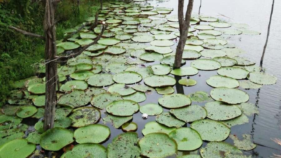 Amazon Safari® Manaus: Day trip on the Amazon River - Key points to know before booking