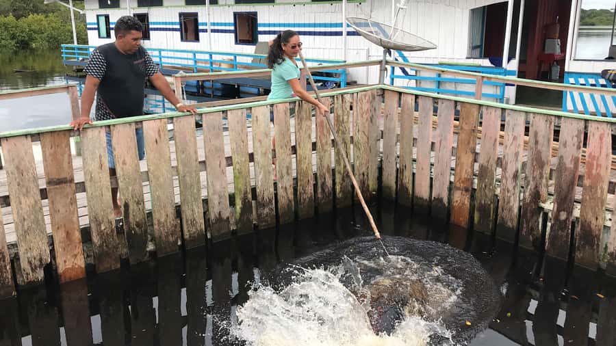 Amazonas: Boat Ride with a Local Amazonian - Fishing with a Pirarucu at a floating farm