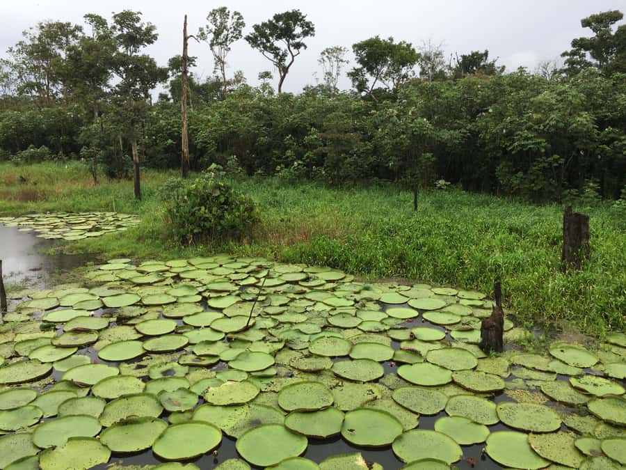 Amazonas: Boat Ride with a Local Amazonian - Passing through the flooded forest, or Igapó