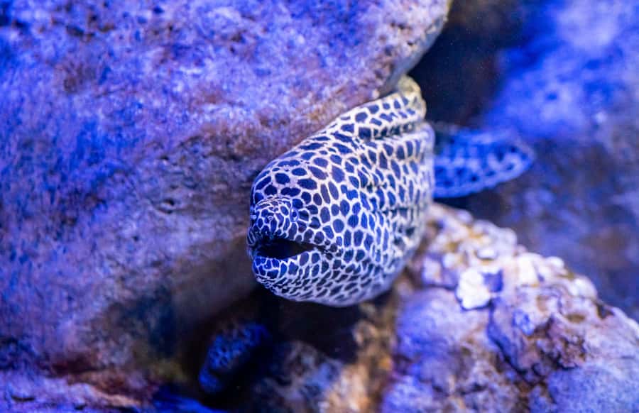 AquaRio and Olympic Boulevard Small Group Tour - Key points to know before booking