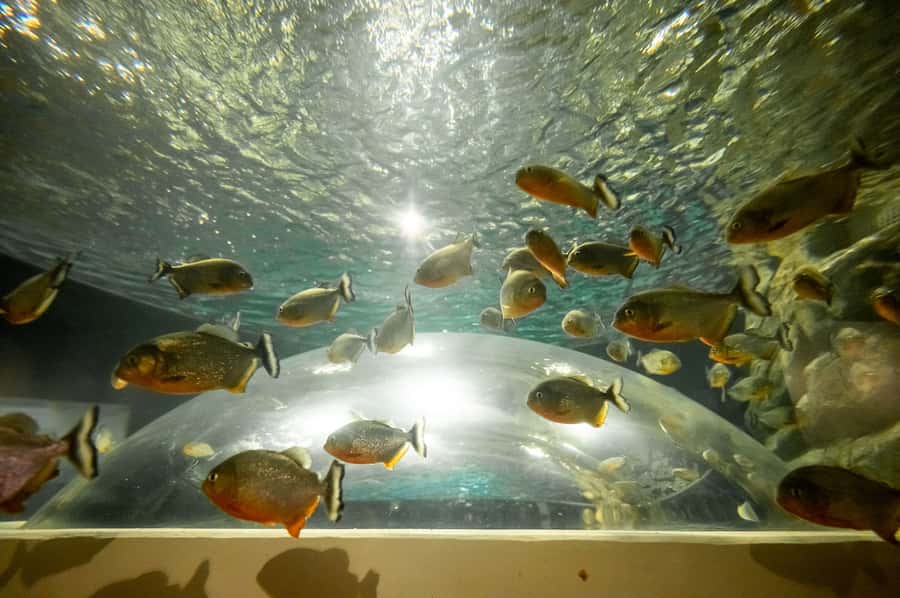 AquaRio and Olympic Boulevard Small Group Tour - The 3.3-million-liter Oceanic and Diving Enclosure
