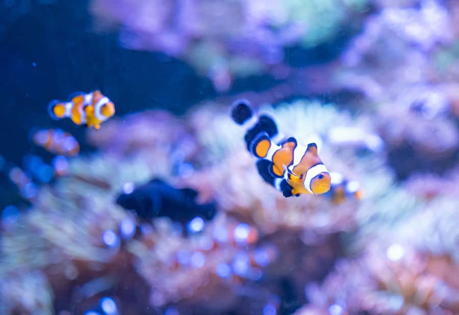 AquaRio and Olympic Boulevard Small Group Tour - What the praise tells you about the service