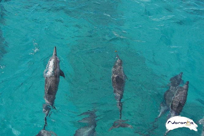 Baia do Sancho Boat Tour - Why this boat trip works well in Fernando de Noronha