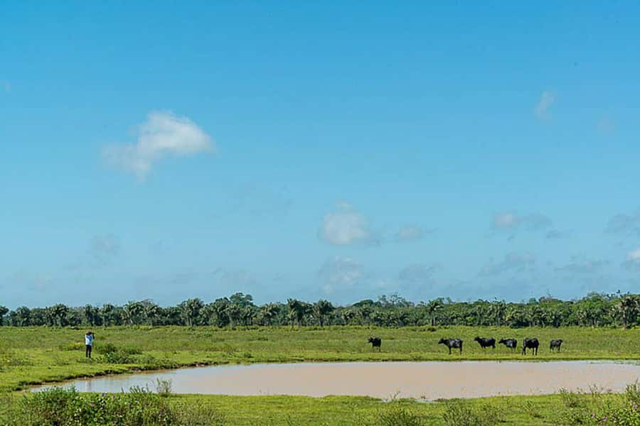 Belém: 2, 3 or 4-Day Marajó Island Excursion with Lodging - The 4-day plan: the best choice for local traditions