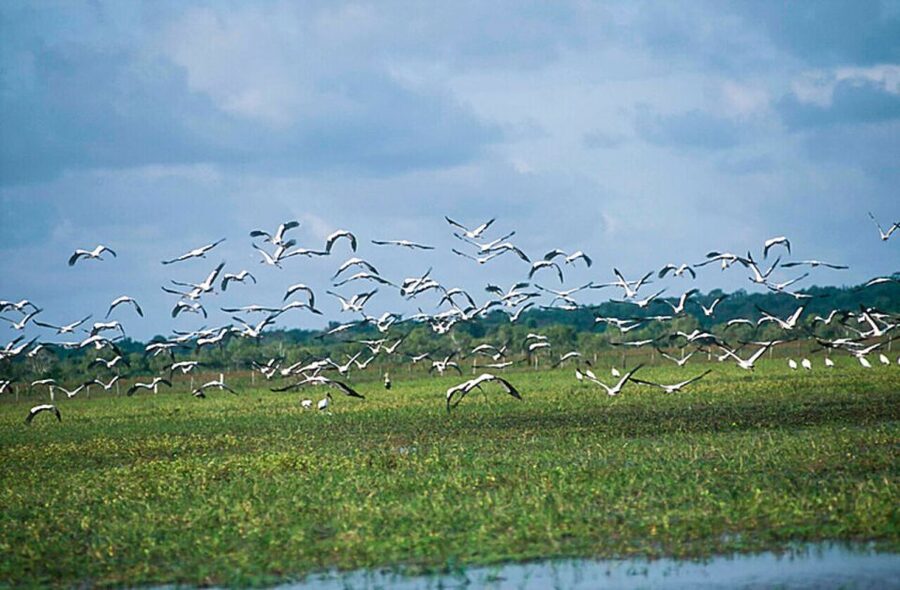 Belém: 2, 3 or 4-Day Marajó Island Excursion with Lodging - Beaches, buffalo, and the practical side of the day
