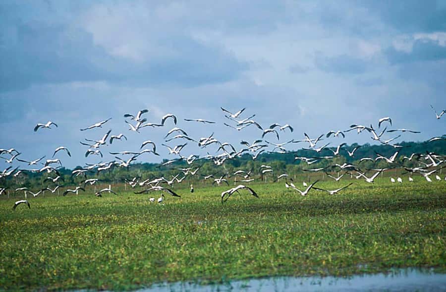 Belém: 2, 3 or 4-Day Marajó Island Excursion with Lodging - Guide quality and service concerns