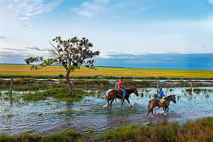 Belém: Marajó Island Day Trip with Buffalo Farm Visit - FAQ