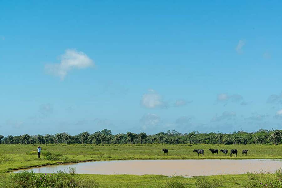 Belém: Marajó Island Day Trip with Buffalo Farm Visit - Choosing Salvaterra: açaí and Grande Beach