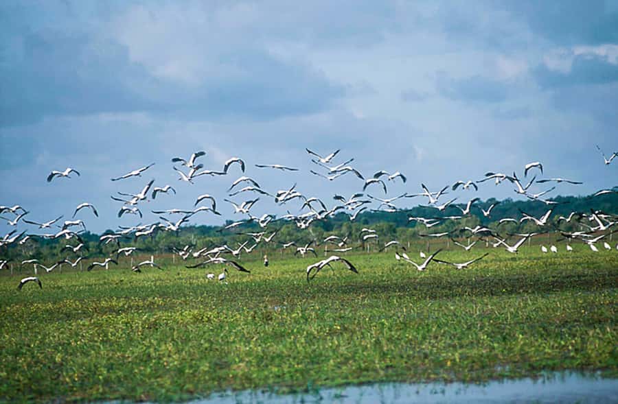 Belém: Marajó Island Day Trip with Buffalo Farm Visit - What the guides add to the day