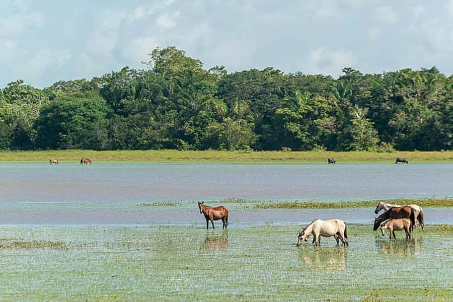 Belém: Marajó Island Day Trip with Buffalo Farm Visit - The real value of $160