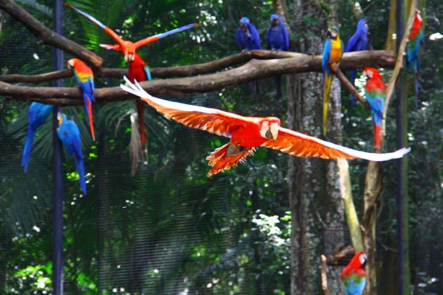 Brazilian Falls, Bird Park and Itaipu Dam - The Bird Park’s close-up view of Brazilian species