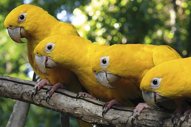 Brazilian Falls, Bird Park and Itaipu Dam from Foz do Iguaçu - Two hours at Parque das Aves