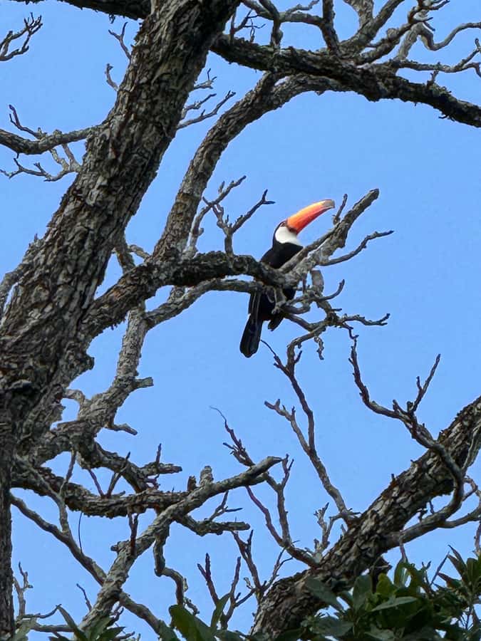 Brazilian Iguassu Falls,Bird park Boat Safari all tickets - Brazilian Iguassu Falls: trails, viewpoints, and Devil’s Throat