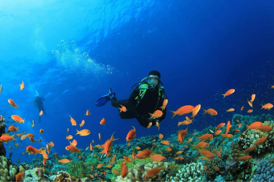 Buzios - DIVING EXPERIENCE - What you may see around the reefs