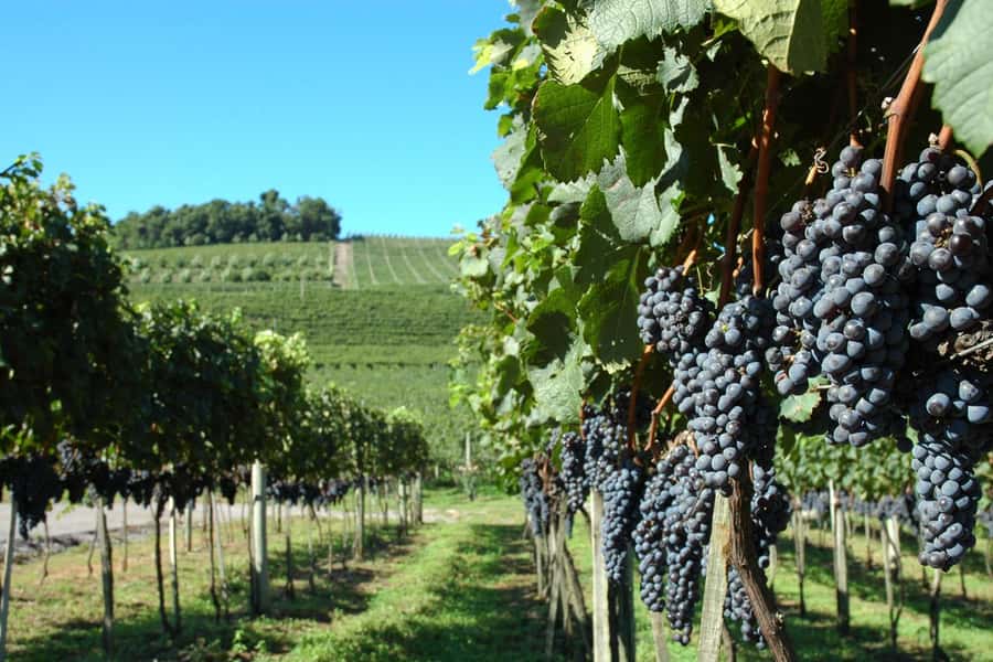 Canela/Gramado: South Wineries, Wine Train, & Italian Park - A long road from Gramado to Serra Gaúcha wine country