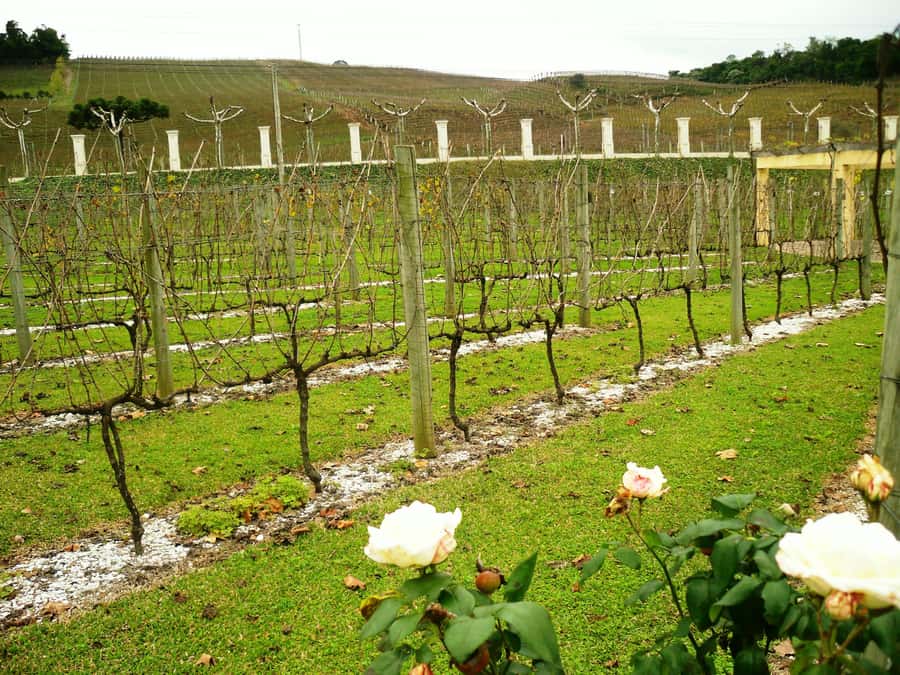Canela/Gramado: South Wineries, Wine Train, & Italian Park - Cheese at Fetina de Formaio in Carlos Barbosa