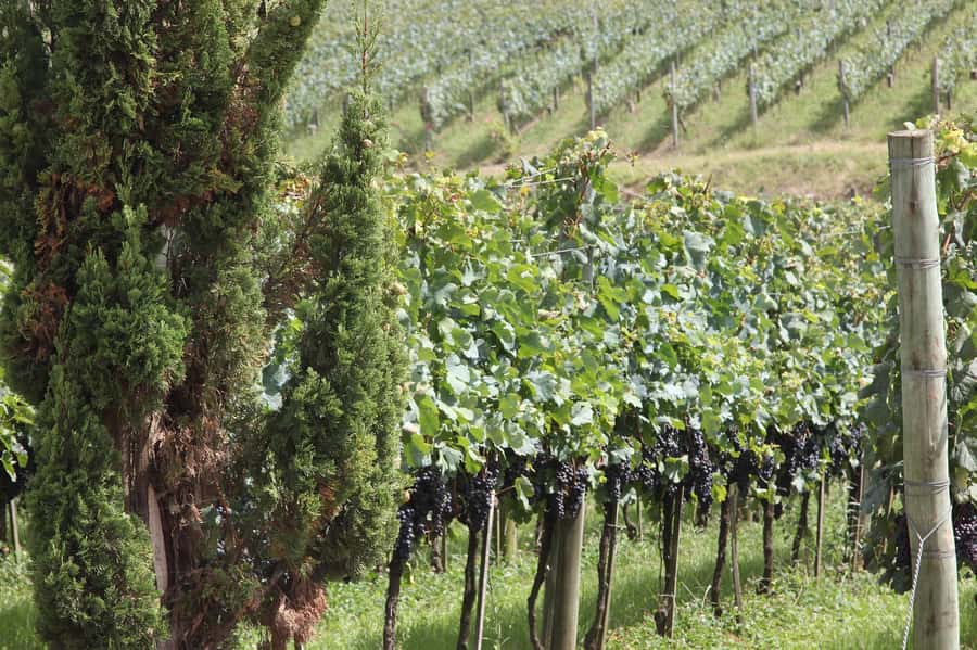 Canela/Gramado: South Wineries, Wine Train, & Italian Park - Gdom Knitting and the limits of the shopping circuit