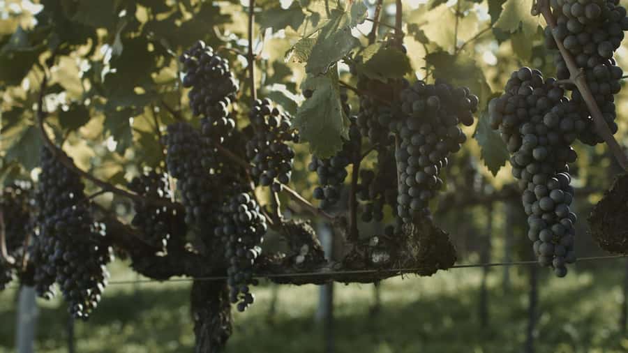 Canela/Gramado: South Wineries, Wine Train, & Italian Park - Is $109 a fair price for this 12-hour outing?