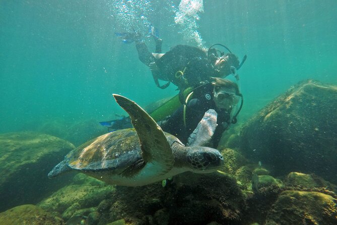 Diving with Turtles in Floripa - What $97.82 includes, and what it does not
