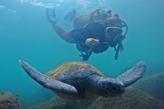 Diving with Turtles in Floripa - Barra da Lagoa and its natural pools