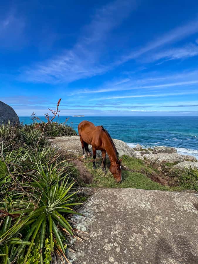 Florianopolis: Gravata Beach Trail with Picnic - Swimming in a pool formed by volcanic rock