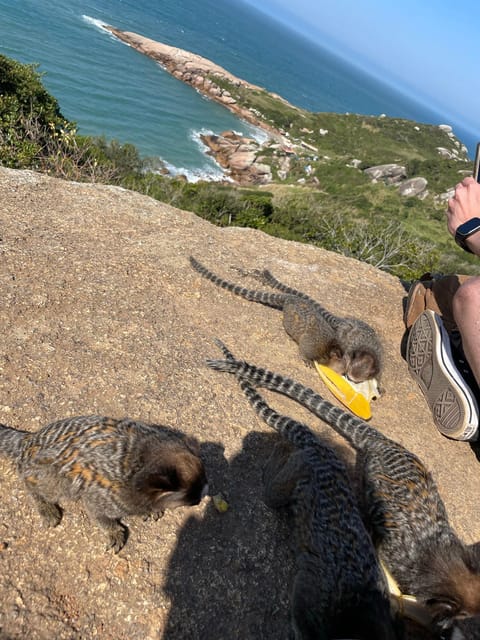 Florianopolis: Gravata Beach Trail with Picnic - Practical planning for a smooth afternoon