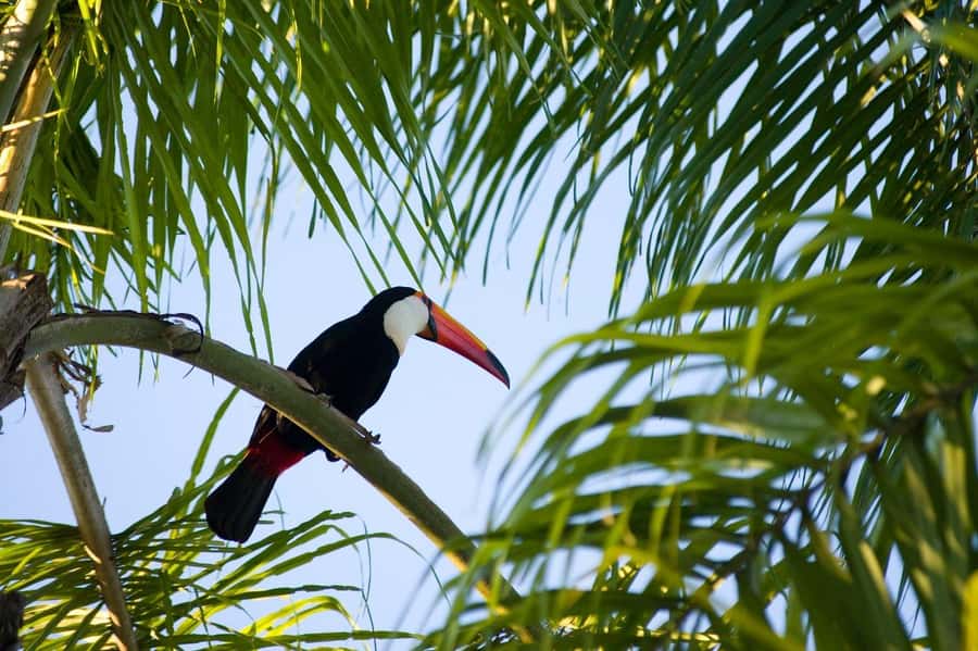 Florianopolis: Lagoinha do Leste Natural Park Hike - Languages, weather, and practical preparation