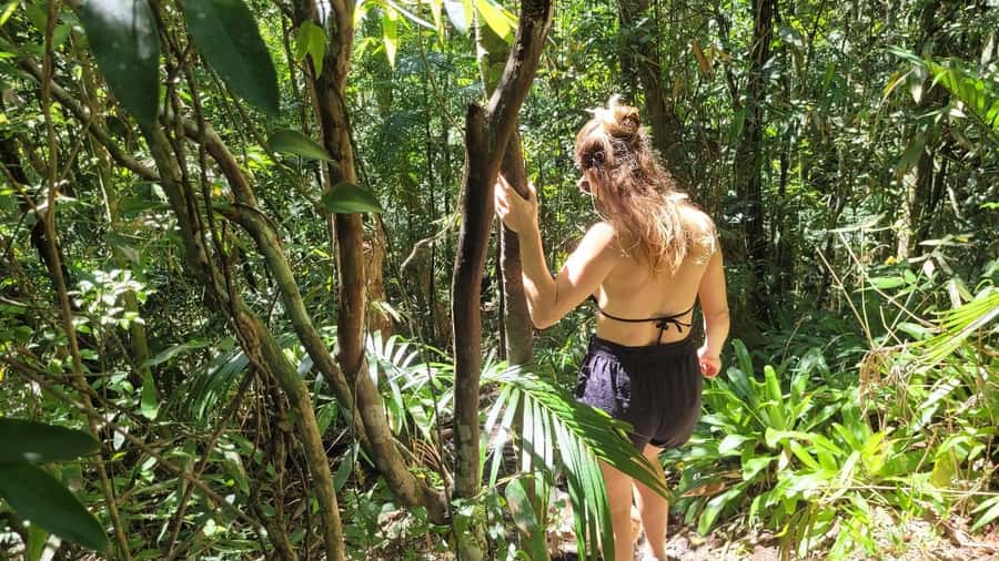 Florianopolis: Lagoinha do Leste Natural Park Hike - The first 100 minutes through Atlantic Forest