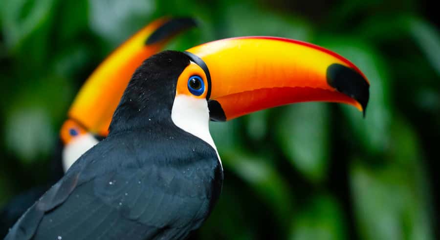 Foz do Iguaçu: Bird Park Tour with Tickets - Why the Bird Park makes a good partner to the waterfalls