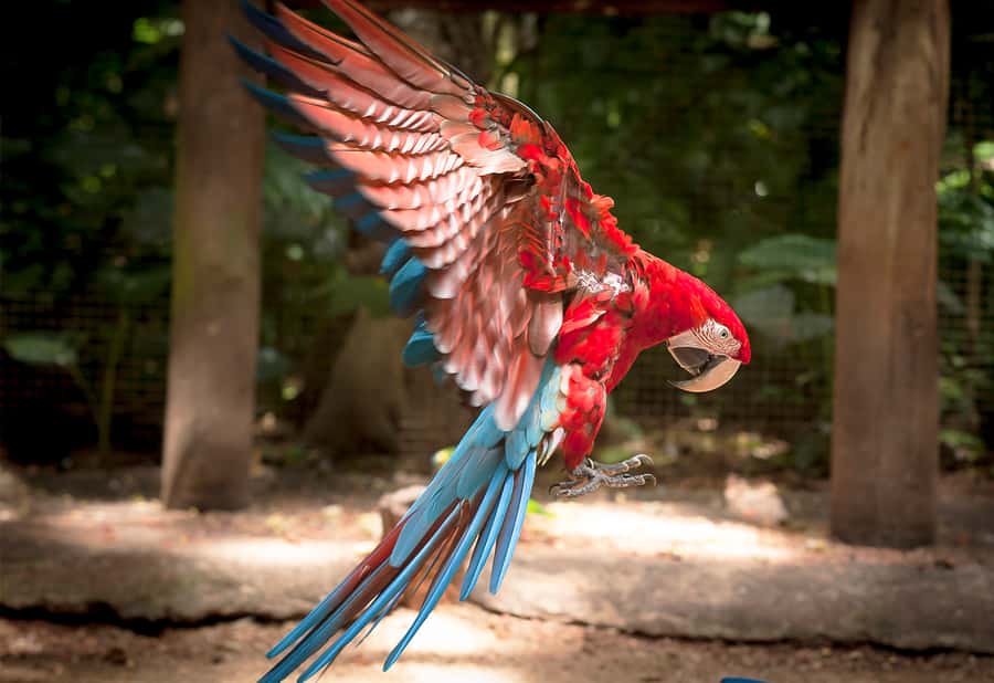Foz do Iguaçu: Bird Park Tour with Tickets - The macaws, parrots, and close-up moments