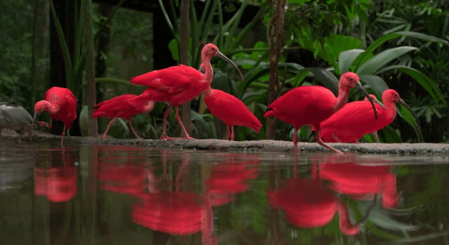 Foz do Iguaçu: Bird Park Tour with Tickets - The self-guided walk and the guide question
