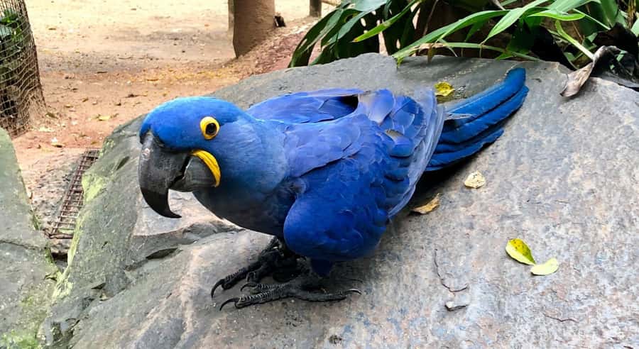 Foz do Iguaçu: Bird Park Tour with Tickets - Hotel pickup from Foz do Iguaçu
