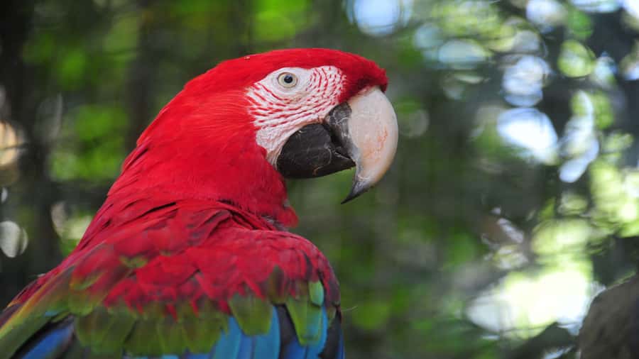 Foz do Iguaçu: Brazilian Side of the Falls + Bird Park - Bird Park gives the day a different rhythm