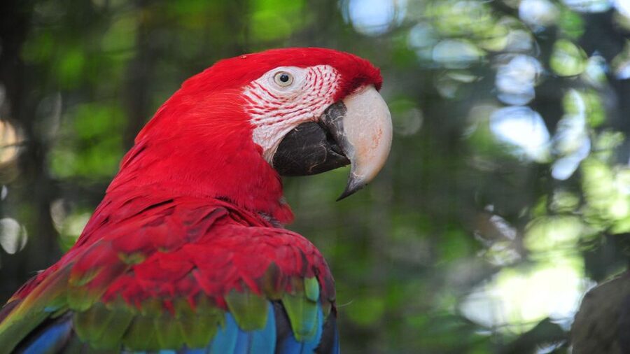 Foz do Iguaçu: Brazilian Side of the Falls + Bird Park - How the itinerary works from Foz do Iguaçu