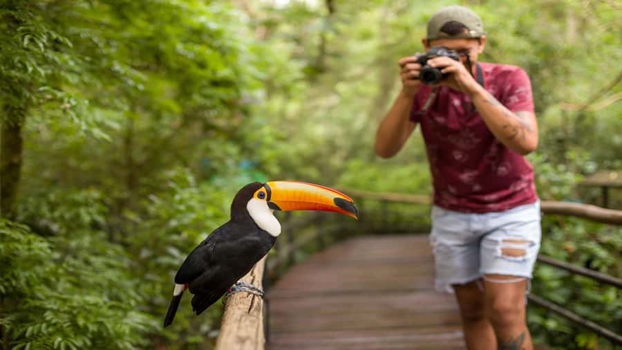 Foz do Iguaçu: Brazilian Side of the Falls + Bird Park - What the $50 price really includes