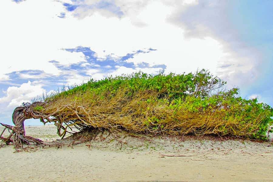 From Fortaleza: Day Trip to Jericoacoara - Changing to a 4x4 at Jijoca de Jericoacoara