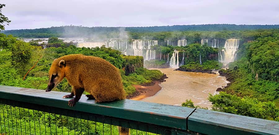 From Foz do Iguazu: Brazil Iguazu Falls & Macuco Safari Boat - The electric vehicle and short forest walk