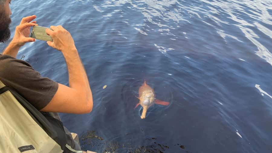 From Manaus: Negro River Half-Day Trip - What the strongest parts of the experience are