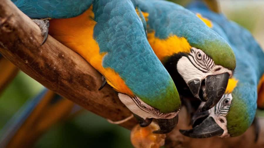 From Puerto Iguazú: Brazilian Bird Park Tour with Tickets - Leaving Puerto Iguazú for Brazil
