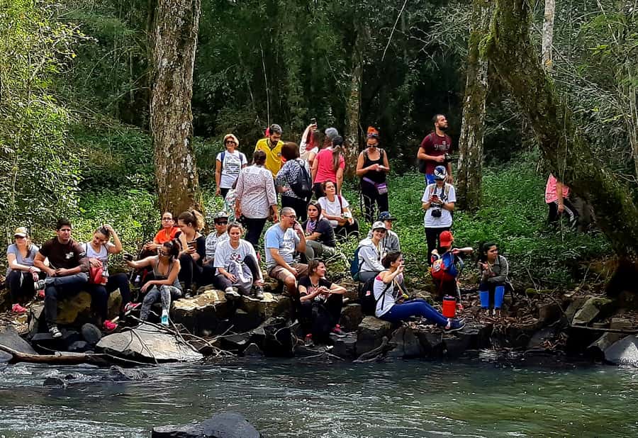 From Puerto Iguazu: Secret Falls Adventure - Walking through the subtropical forest