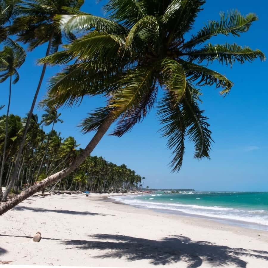 From Recife : Carneiros Beach - Key things to know before booking