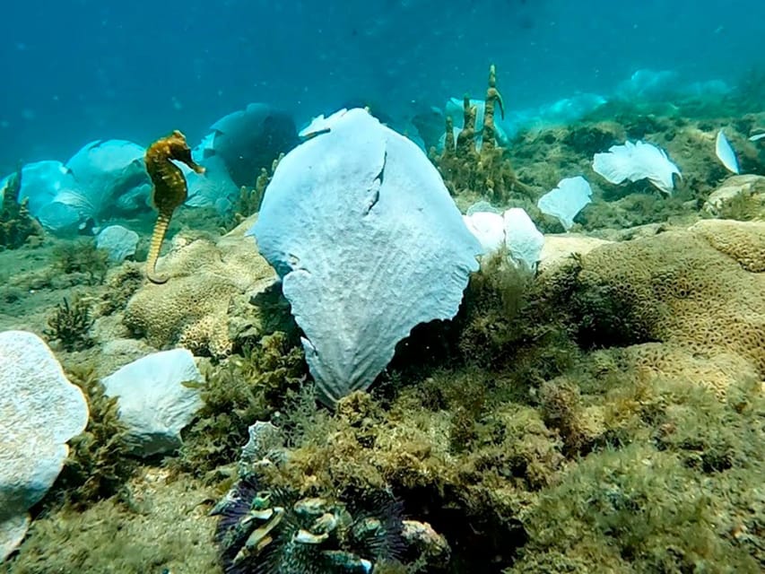 from Rio de Janeiro: Diving in Buzios - Is the Rio to Búzios scuba trip worth booking?