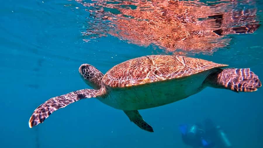 from Rio de Janeiro: Diving in Buzios - Arriving at João Fernandes Beach around noon