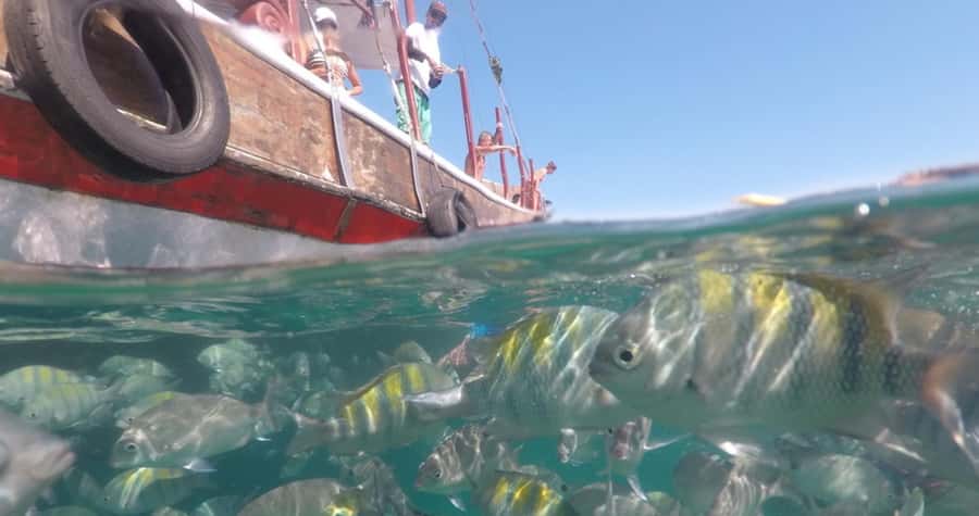 From Rio de Janeiro: Ilha Grande Day Trip - What the trip does well, and where it falls short