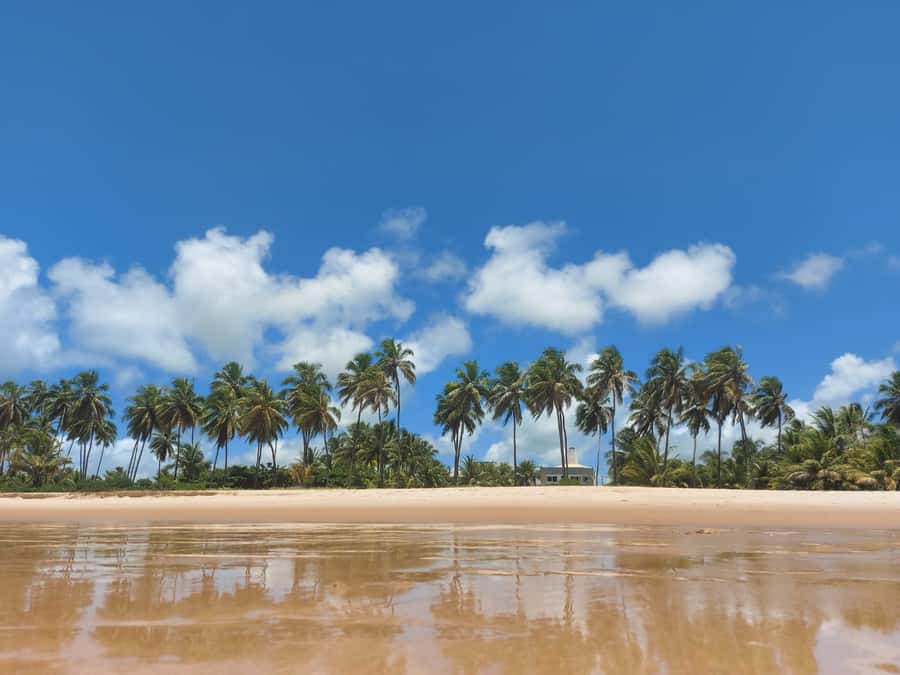 From Salvador: Praia do Forte & Guarajuba Beach Daytrip - Who will enjoy this day most