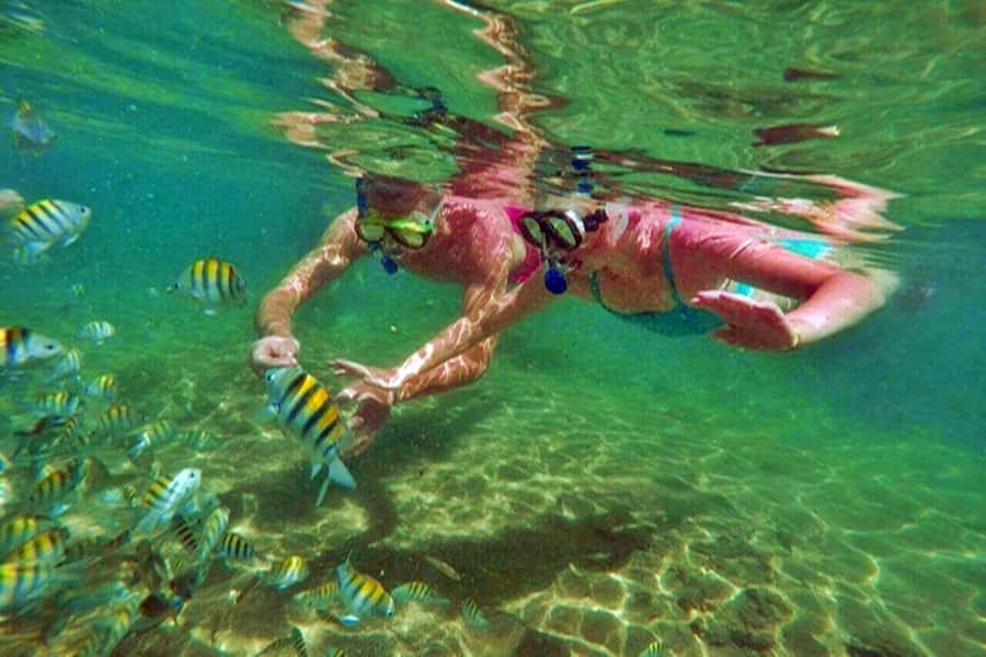 From Salvador: Praia do Forte & Guarajuba Beach Daytrip - The turtle sanctuary and Bahia’s conservation story