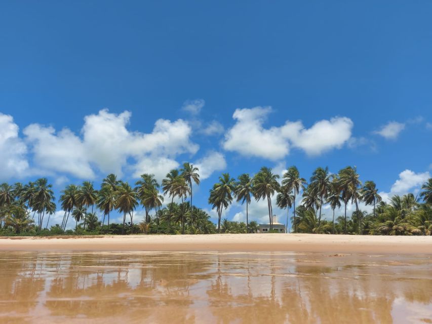 From Salvador: Praia do Forte & Guarajuba Beach Daytrip - What the $160 price really buys
