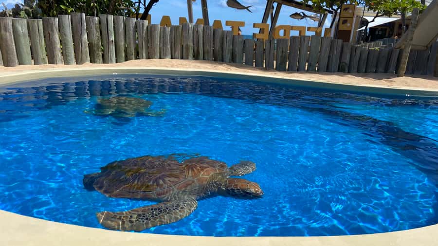 From Salvador: Praia do Forte & Guarajuba Beach Daytrip - Languages, access, and what to pack
