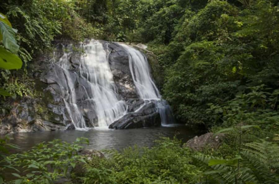 From São Paulo: Private Tour of Atlantic Forest & Valleys - Plants, animals, and the value of a real guide