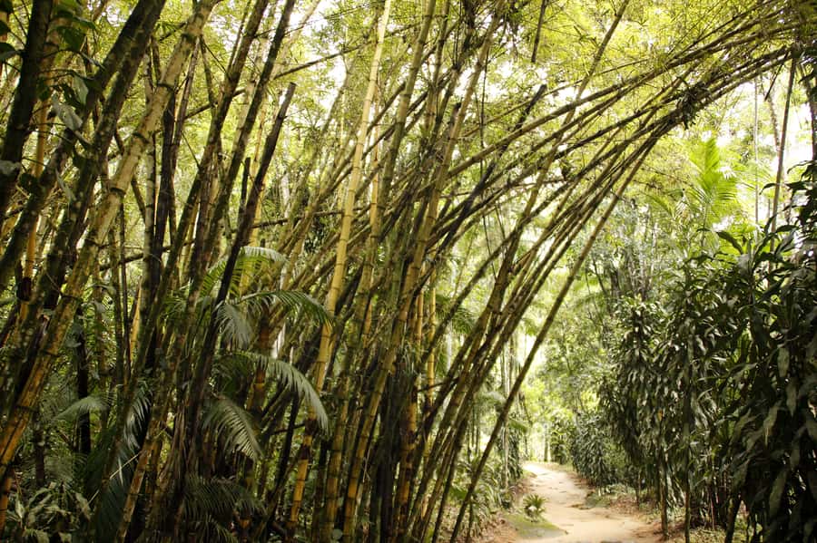 Full-Day Jungle Jeep Waterfall and Cachaça Distillery Tour - Why this Paraty outing works so well